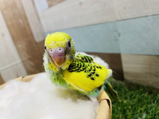 元気いっぱいな明るめカラー！セキセイインコのパイド！