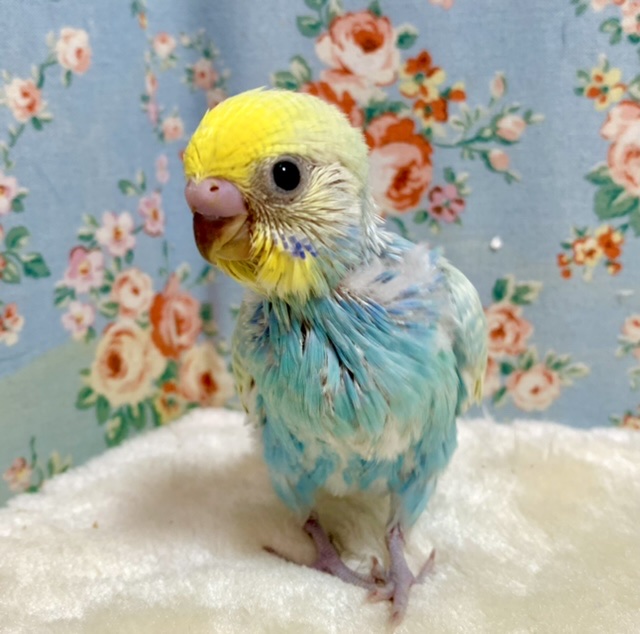 セキセイインコ パステルレインボースパングル 💠✨✧*｡ 2/26