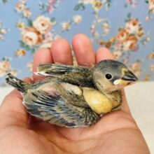 ヒナヒナです🥰 R5.2月生🌸桜文鳥さん