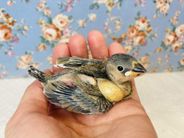 ヒナヒナです🥰 R5.2月生🌸桜文鳥さん