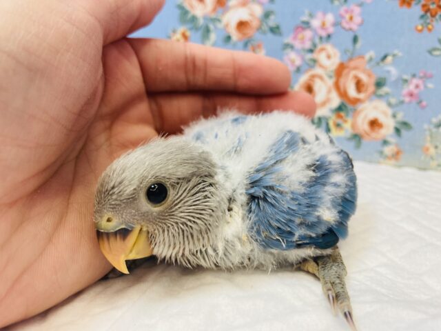 明るいブルー💙激かわコザクラインコ(ブルーオパーリン)ヒナちゃん💙