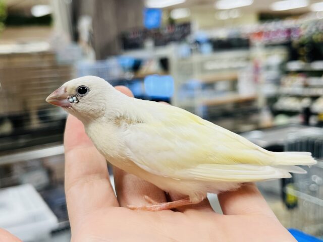 【最新画像更新🪄】将来のカラーが楽しみで仕方ない♡コキンチョウ ヒナ