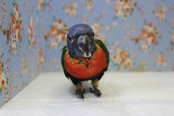 心弾むかわいいクリスマスカラー🎄❤️ゴシキセイガイインコ ヒナちゃん❤️