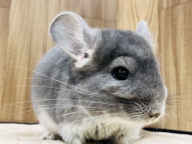 好奇心旺盛！食べるの大好き！チンチラ(バイオレット)女の子