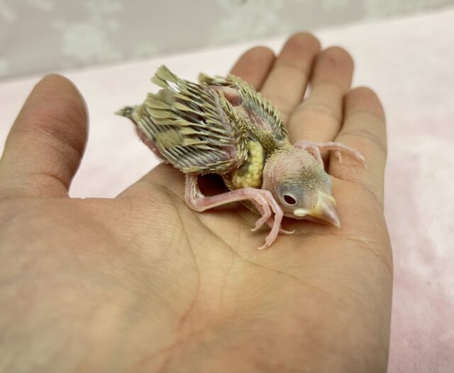 かわいい💛シナモン文鳥 2023年 1月生まれ