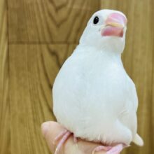 チラッと見えるソノウ…♡白文鳥 ヒナ