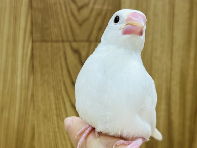 チラッと見えるソノウ…♡白文鳥 ヒナ