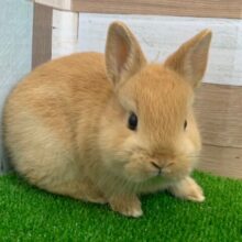 みんな大好き♡オレンジネザーランドドワーフラビット入舎です！