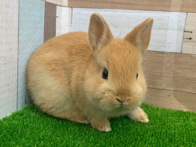みんな大好き♡オレンジネザーランドドワーフラビット入舎です！