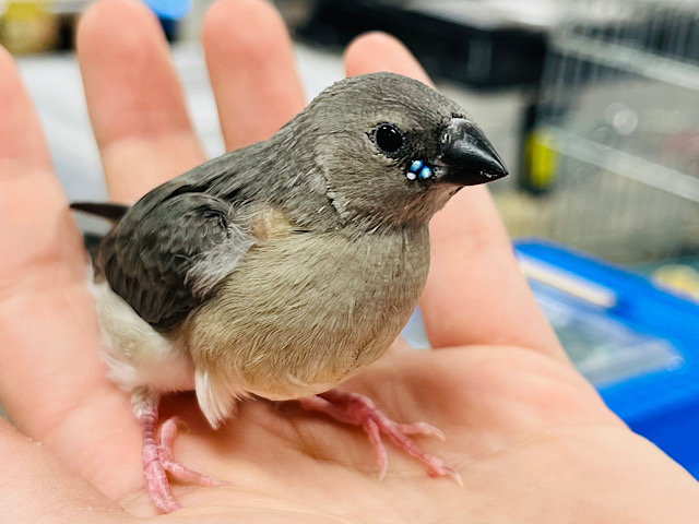 【最新画像更新🪄】揺れる宝石〜💎コキンチョウ ヒナ