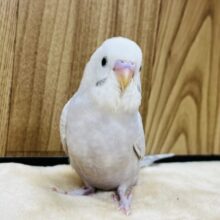 ベタ慣れ候補🙋‍♀️のセキセイさん♬セキセイインコ(ライラック) ヒナ