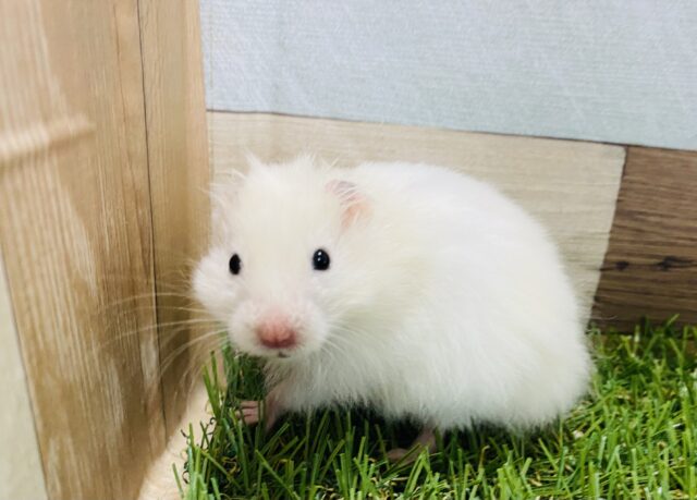 優しいカラーのふわふわハムスターがやって来ました！