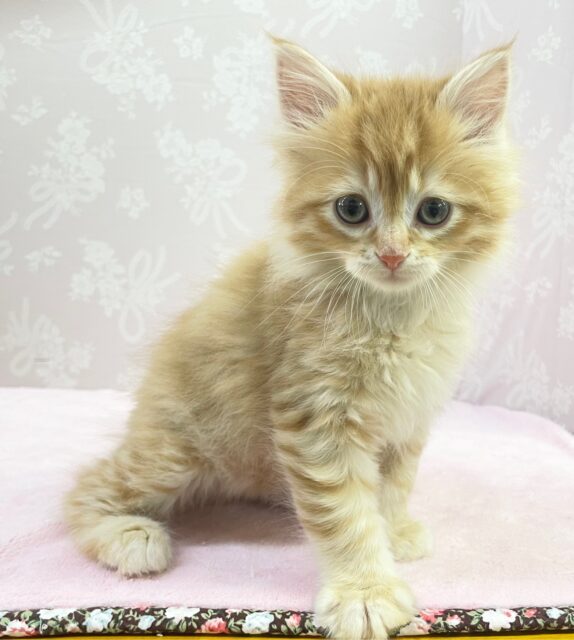 子猫ちゃんやで💛 マンチカン(レッドマッカレルタビー) 女の子♪ 2022年12月1日生まれ 入舍！