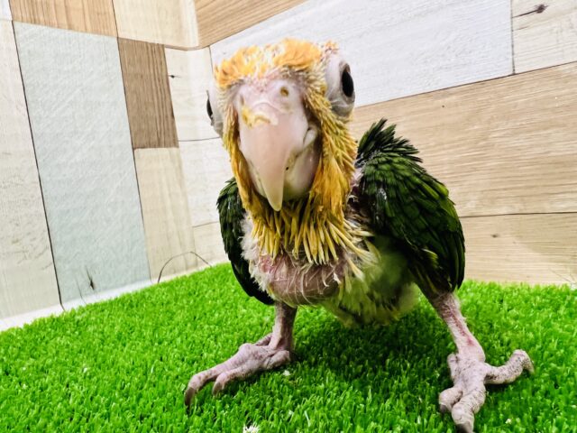 電撃‼︎シロハラインコの雛が入舎しましたー！