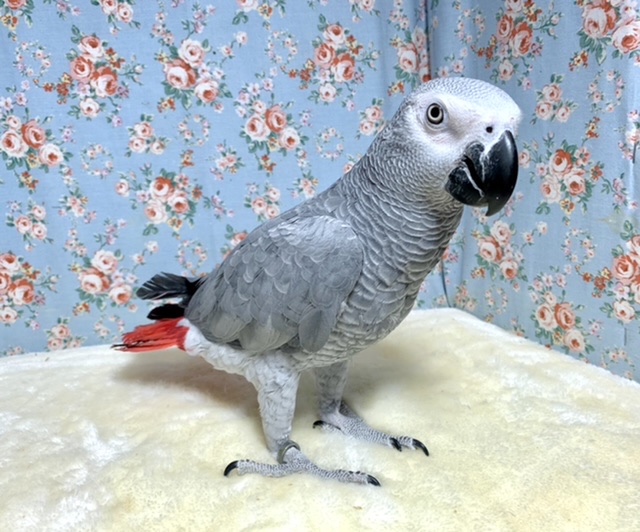 ヨウム  男の子  🪶*•。 2/3