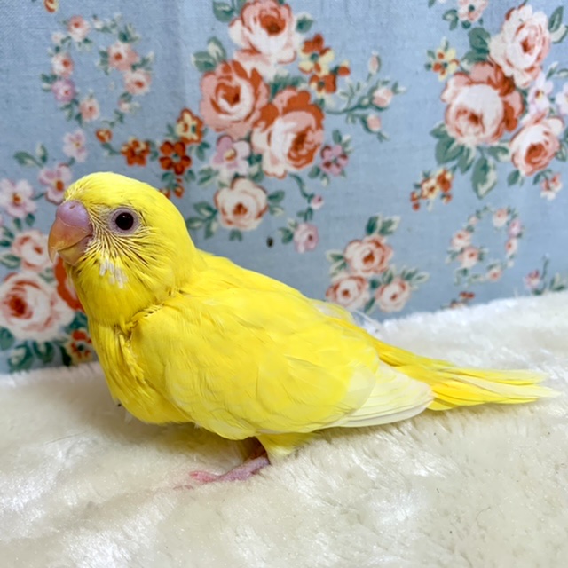 セキセイインコ ルチノー 🐥💛 2/18