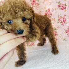 ずんずん近づくよ💛激かわトイプードルちゃん(レッド)女のコ♀