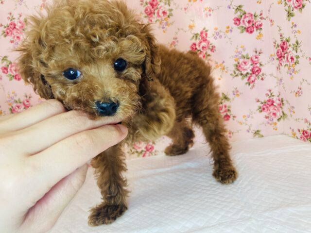 ずんずん近づくよ💛激かわトイプードルちゃん(レッド)女のコ♀