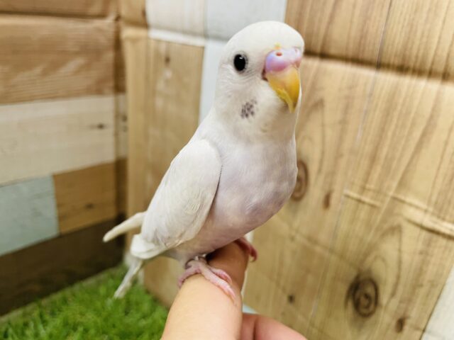 最新画像有り☆大人気！！美しいカラーのセキセイインコライラック☆