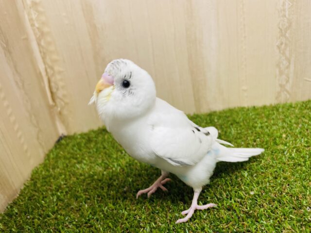 最新画像になりますよ！イチオシセキセイさん！！ご紹介です💓　セキセイインコ　ハルクイン