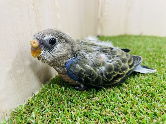 つ、ついにやってきました✨✨ きゅるんと可愛い！　アキクサインコ　ノーマル