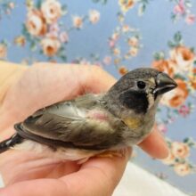 上尾店生まれの✨キンカチョウ(ノーマル)ヒナちゃん❤︎