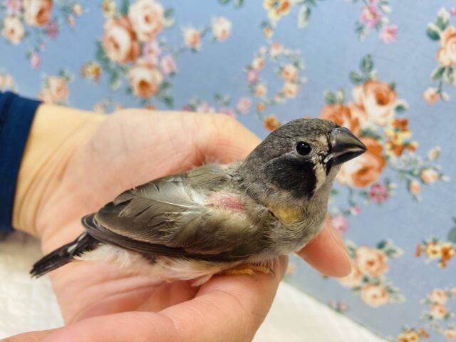 上尾店生まれの✨キンカチョウ(ノーマル)ヒナちゃん❤︎