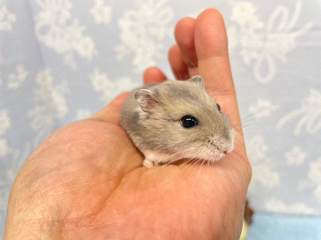 癒しの💙サファイアブルーハムスター男の子2022年12月生まれ