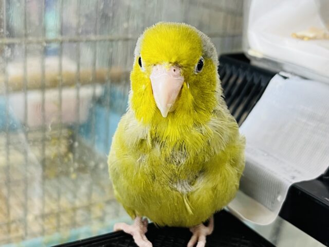 画像更新♡渋カッコいい！マメルリハ☆オリーブ