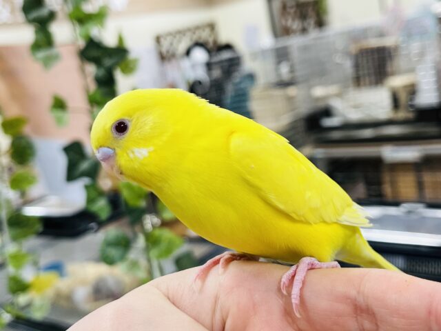 【最新画像更新🪄】鮮やかイエロー～～　セキセイインコ　ルチノー☆彡