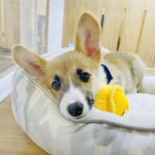 超ホヤホヤ最新画像✨眉毛がチャームポイント✨️コーギーくん！