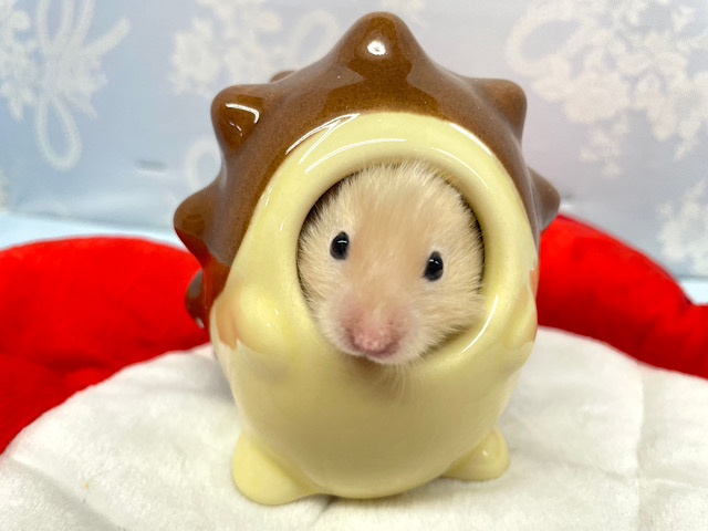 ん？ハリネズミ🦔？サテンハムスター男の子2023年1月生まれ