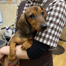 シワっむちっBODYがたまらない❣️スタンダードダックスくんきました🌟