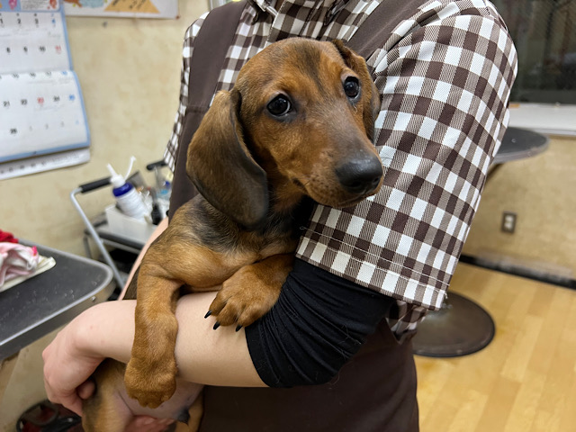 シワっむちっBODYがたまらない❣️スタンダードダックスくんきました🌟