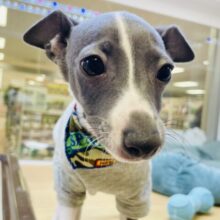 可愛くってゴメンネ♡イタリアングレーハウンドくん！