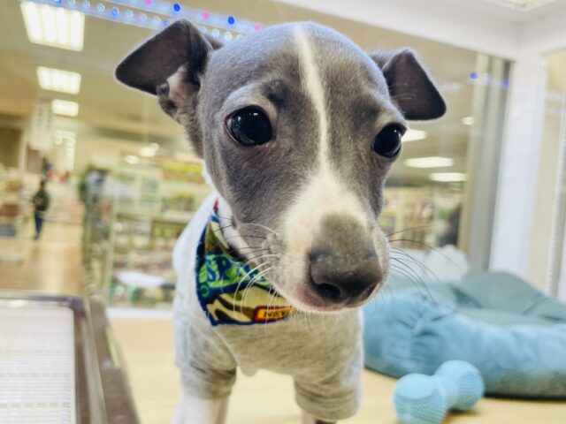 可愛くってゴメンネ♡イタリアングレーハウンドくん！