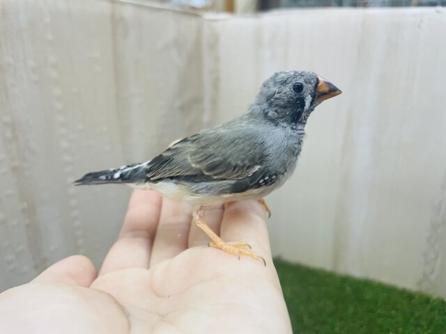 1人餌のキンカ鳥さんあとI羽です！　ちょんちょんかわいい鳥さん💓