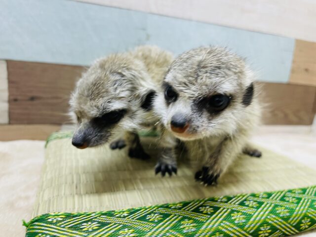 ☆土浴び動画あります♪ベビベビサイズが可愛すぎます~♡ミーアキャット！！