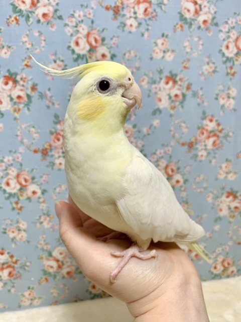 オカメインコ パステルフェイスルチノー (🍋•θ•🍋).*･ﾟ 2/25