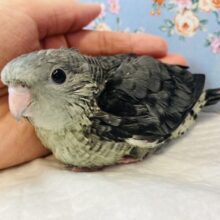 ダークビューティー❤︎手乗りサザナミインコ(モーブ)