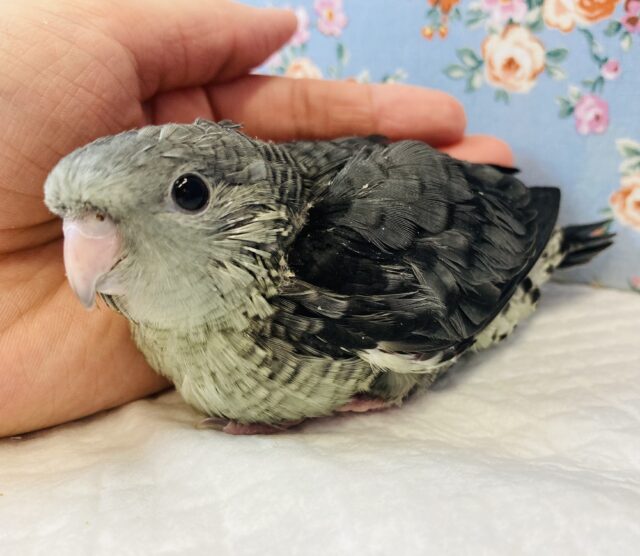 ダークビューティー❤︎手乗りサザナミインコ(モーブ)
