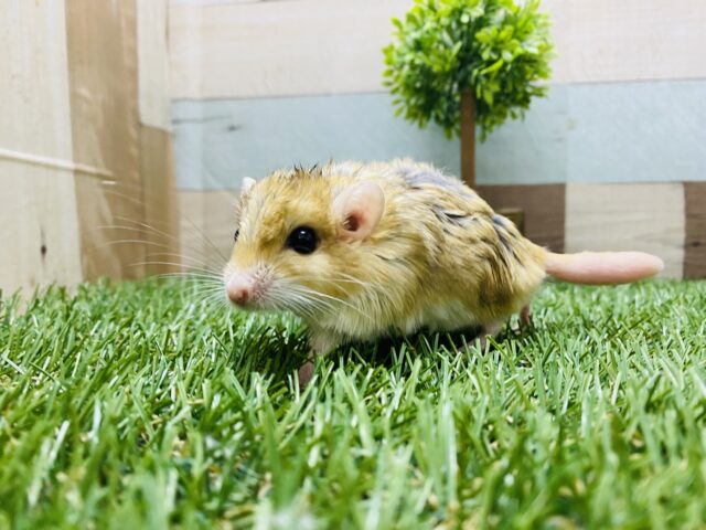 まるまる体型に太い尻尾が可愛すぎます♡ファットテールジャービル