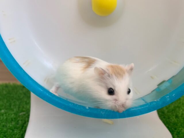 レアカラー⁉︎ロボロフスキーハムスター☆ブラウンパイド☆