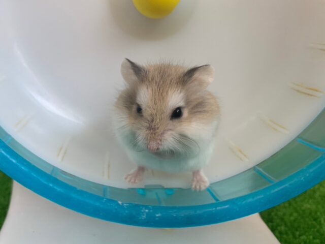 ロボロフスキーハムスター入舎です！！