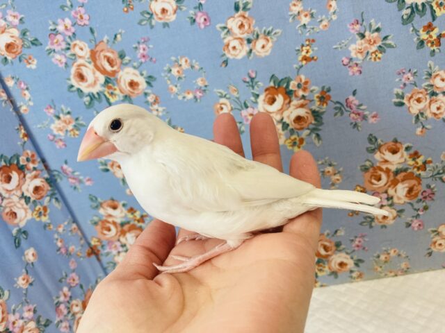 一人餌､手乗り💫純白文ちゃん在舎しております✨