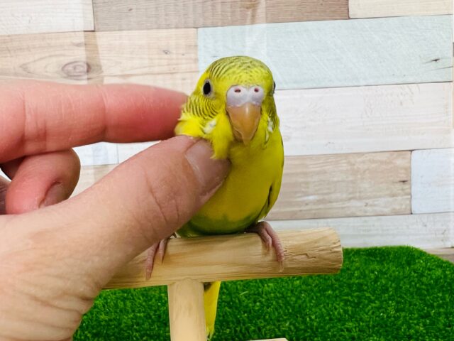 慣れてきたよ〜♡ハルクインセキセイインコ