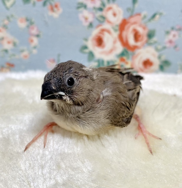 キンカチョウ 🧡🪶 2/26