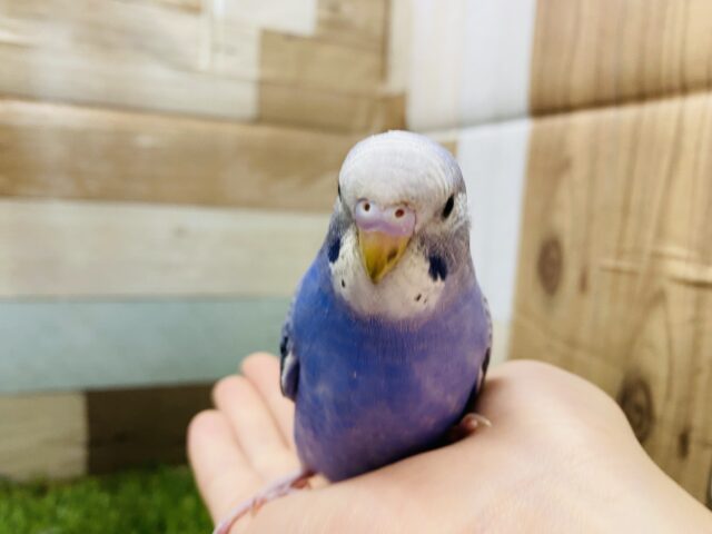 最新画像有り☆ブルーがかっこいい人気カラー！セキセイインコのオパーリン！