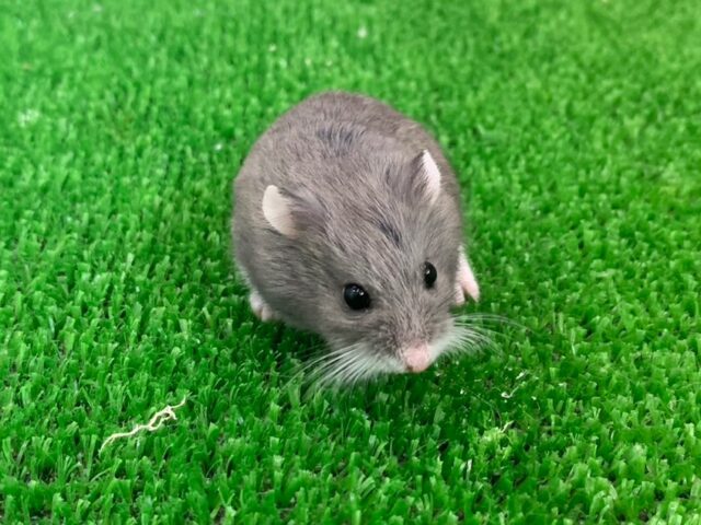 ちびちびハムスター♪ロボロフスキー☆ブルーカラー☆