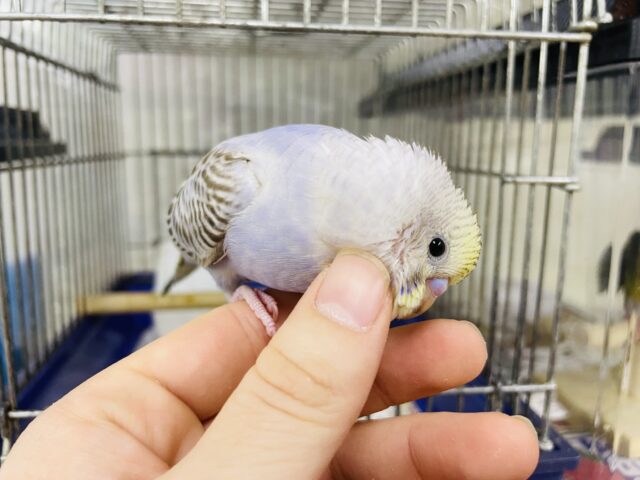 最新画像になりますよ‼️レアカラー✨不思議な色合いのセキセイさん！　セキセイインコ　イエローフェイスシナモンオパーリン